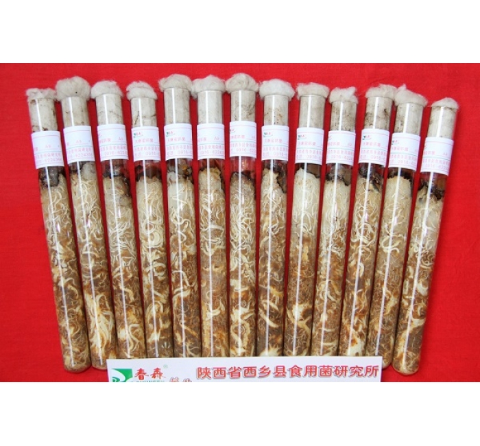 天麻蜜環(huán)菌母種、原種、栽培種