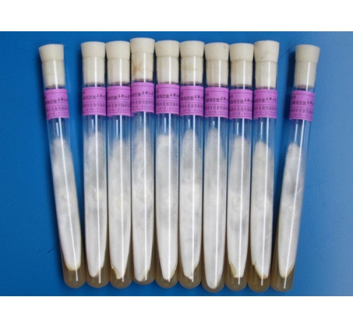 天麻萌發(fā)菌母種、原種、栽培種